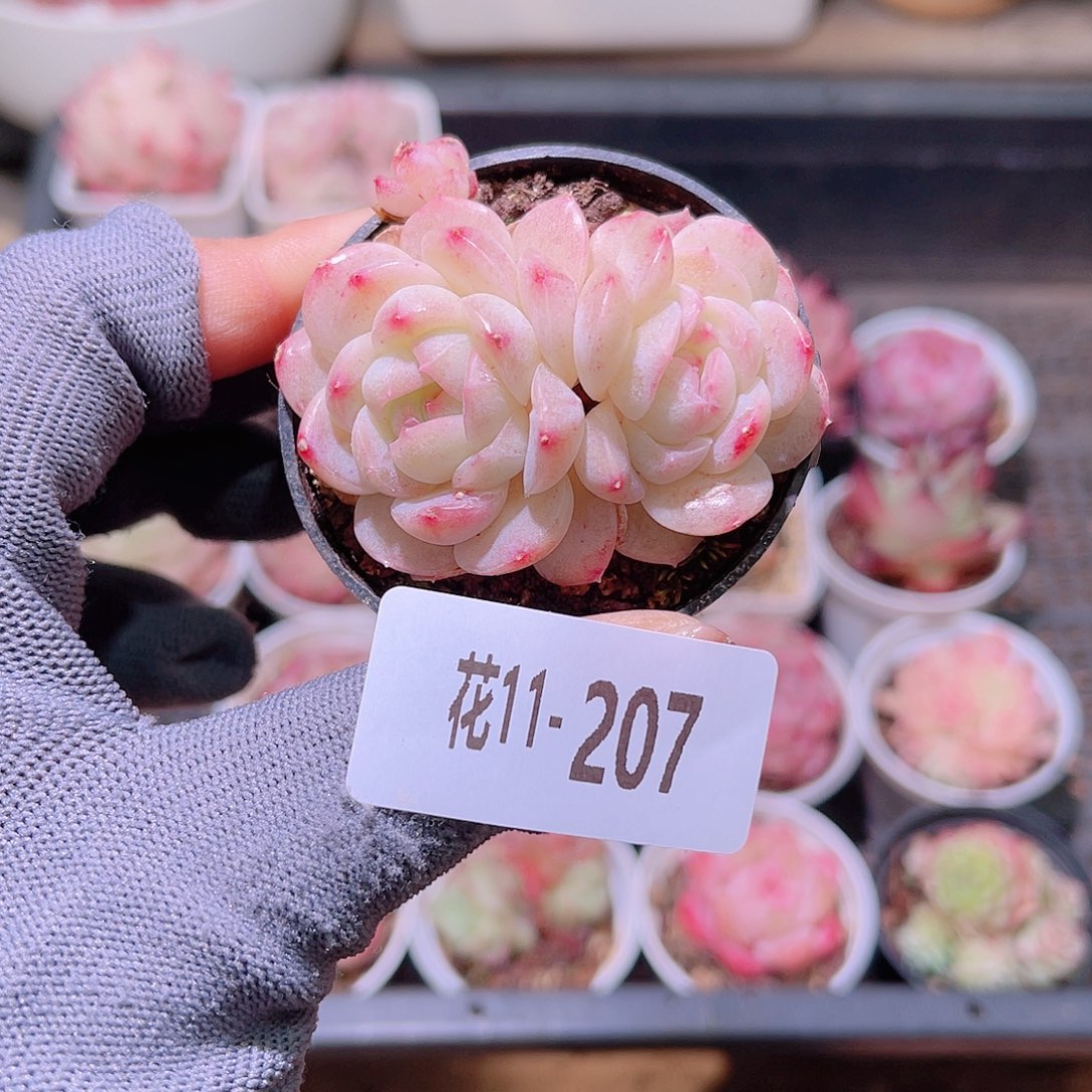 花11-207新品双头