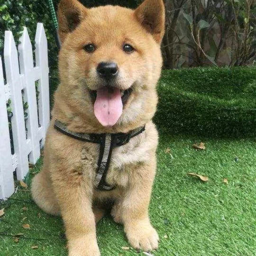 【广西小黎明】中华田园犬小狗狗狗比格犬幼犬专属批发链接宠物洋气