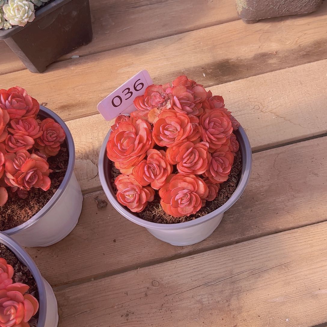 田*036秀研28。。。。