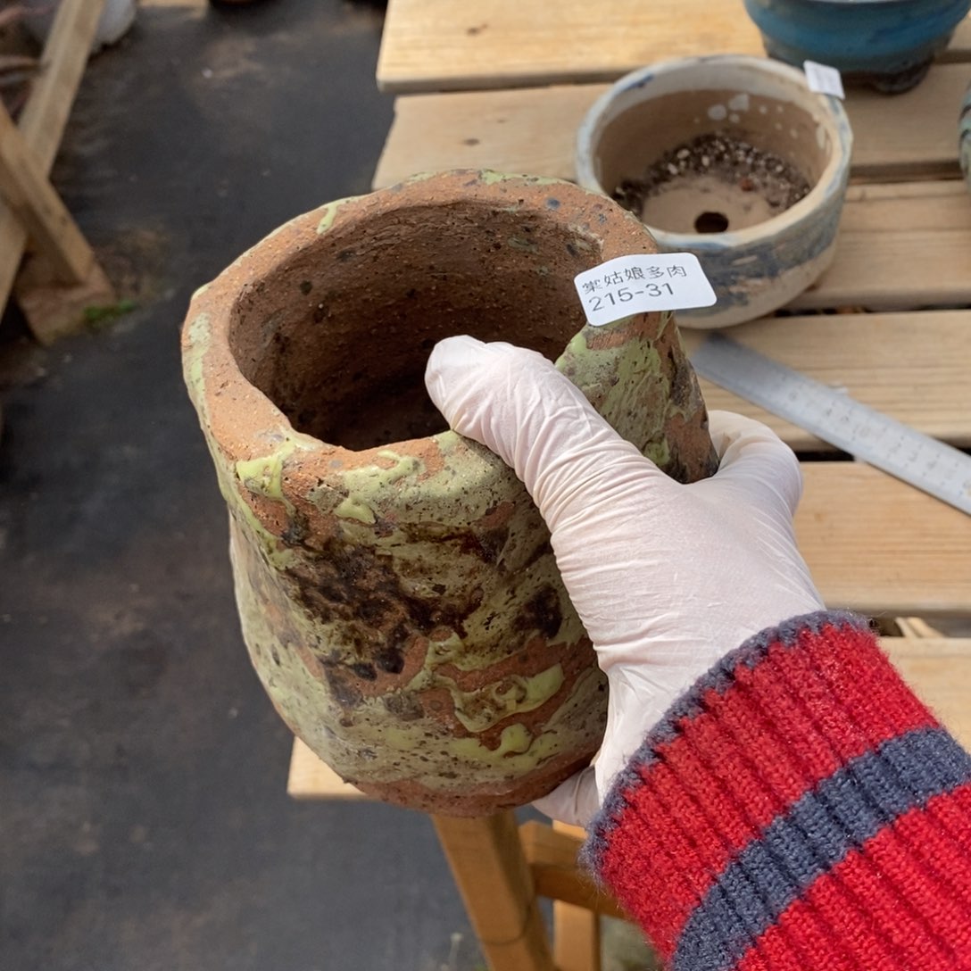 红陶依*31号多肉盆一个呀