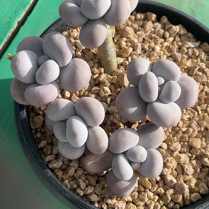 原始奶酪一物一拍