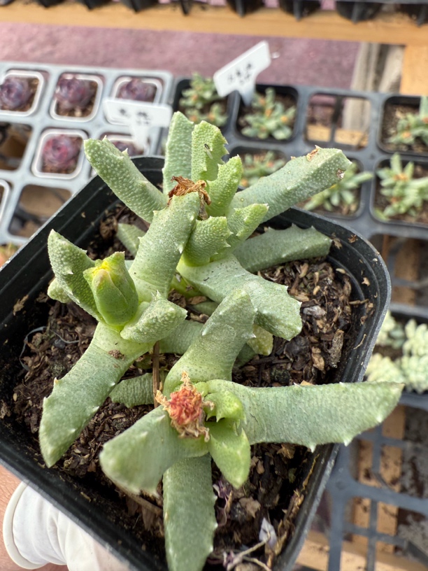 精品方香波多肉植物