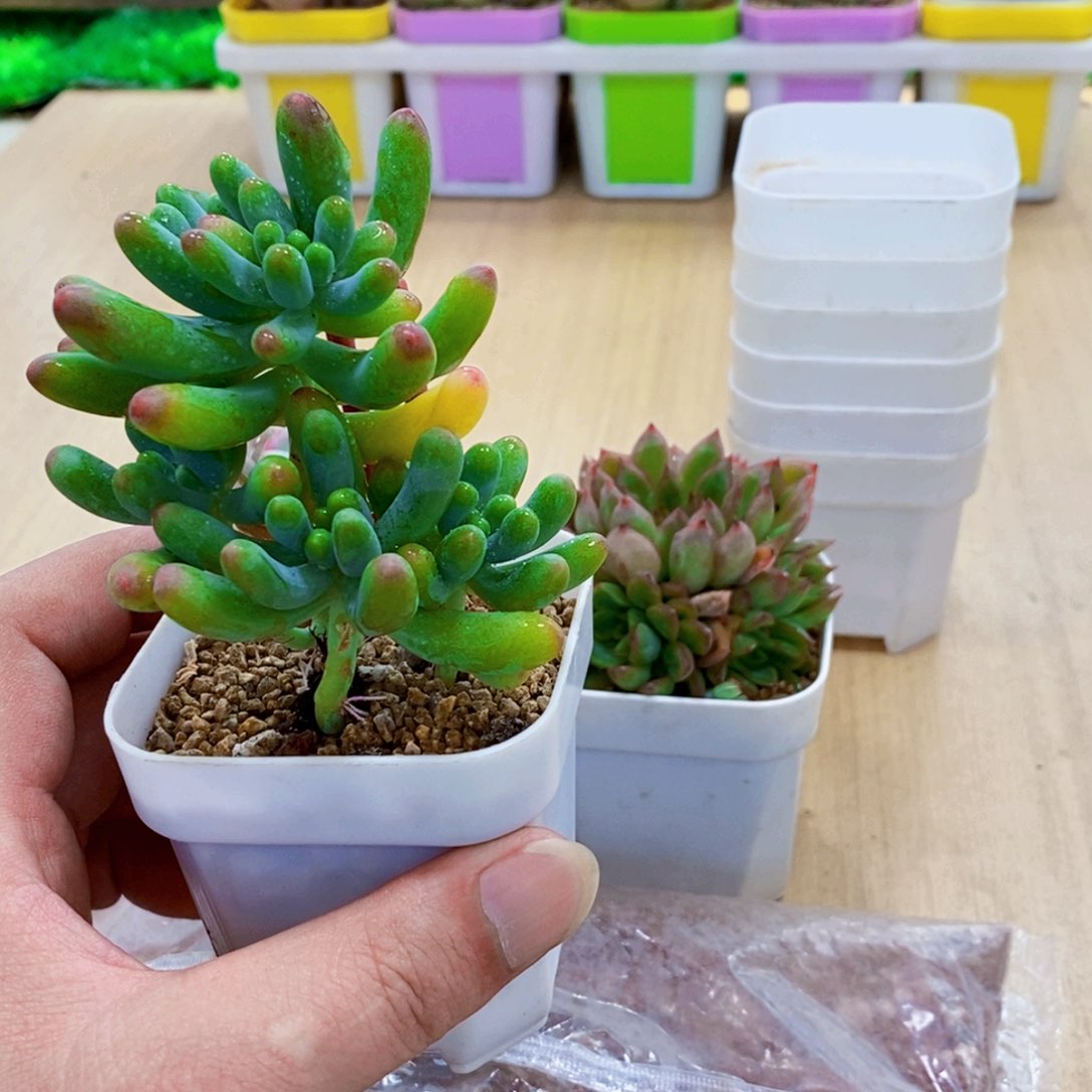 无花朵果冻乙女心多肉植物