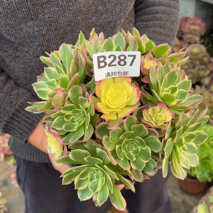 瑞妈，。。。。。。287海王，