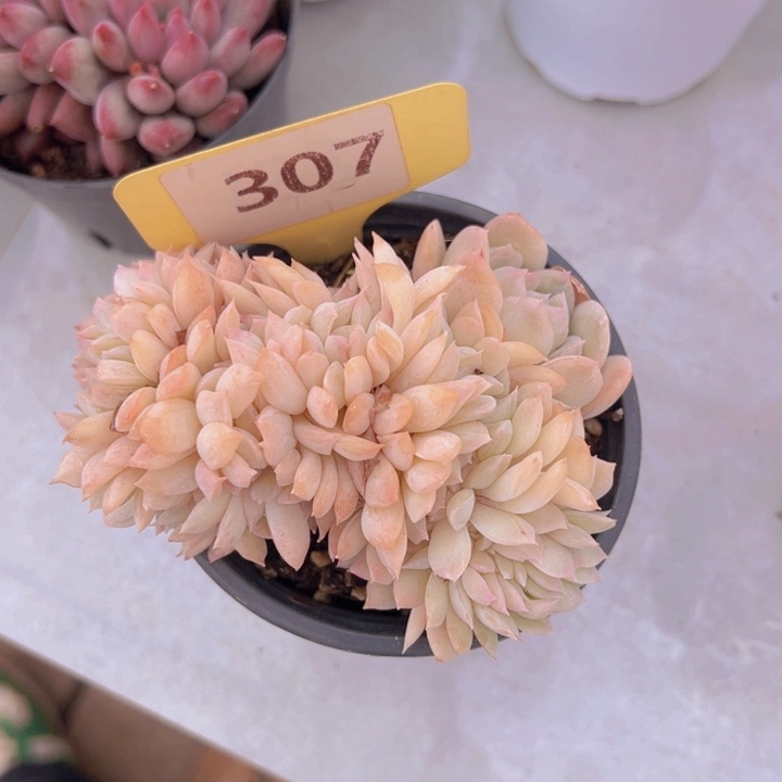 健健康康平平安安