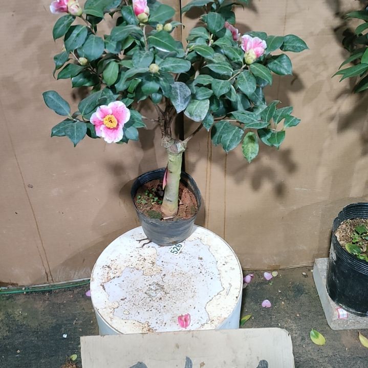 615隐肌，原盆原土发货，不包邮