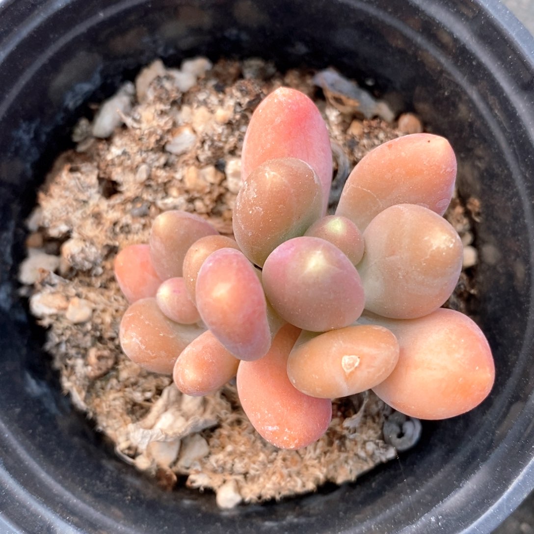 可问品种，下滑链接更多多肉选择自助下单-芒果美人