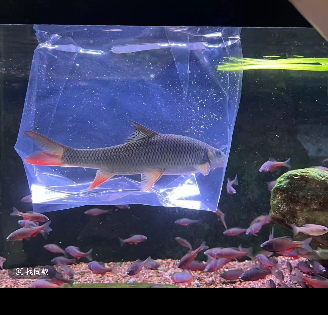 光唇赤尾鱼红吉罗缸配鱼原生冷水鱼观赏马口长鳍鱲宽鳍鱲好养