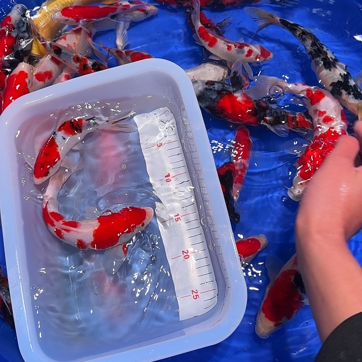傅***子海水鱼很过分过分过分