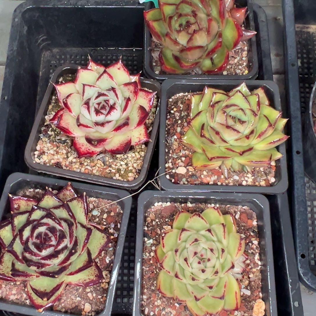 多肉精选编号0119.544