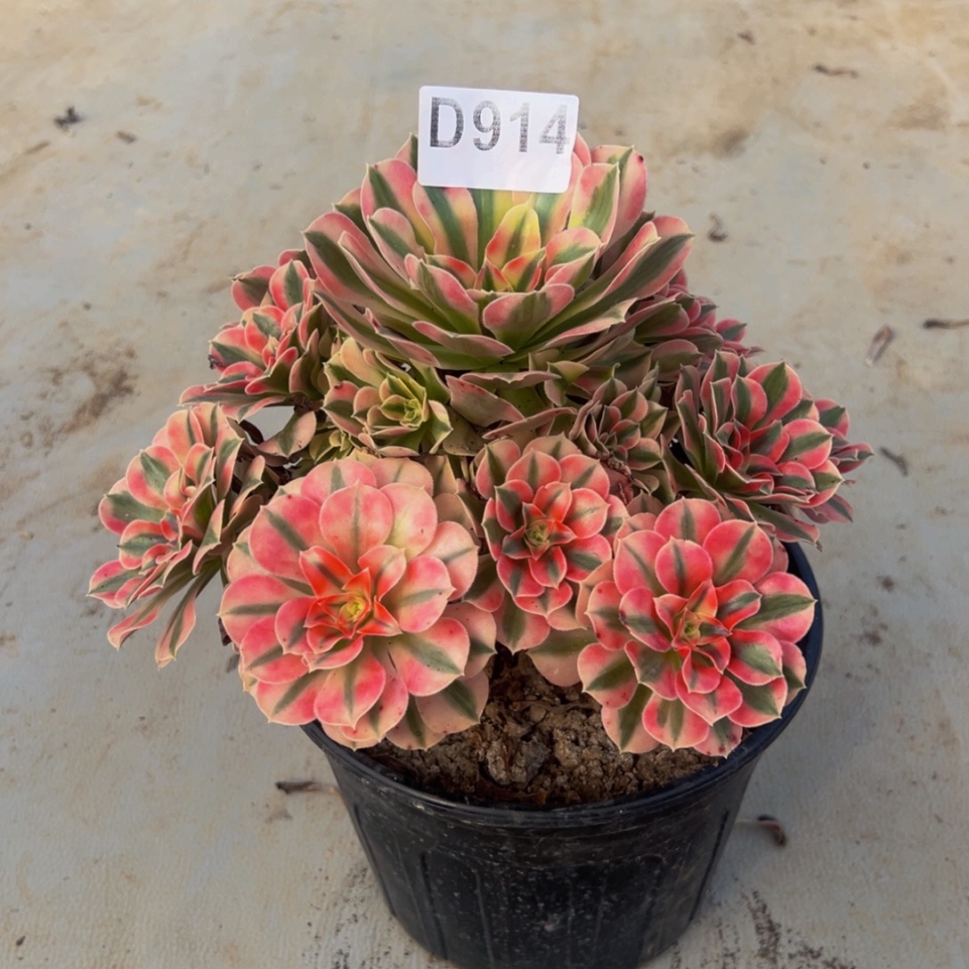 甜****无花朵粉女巫法师914