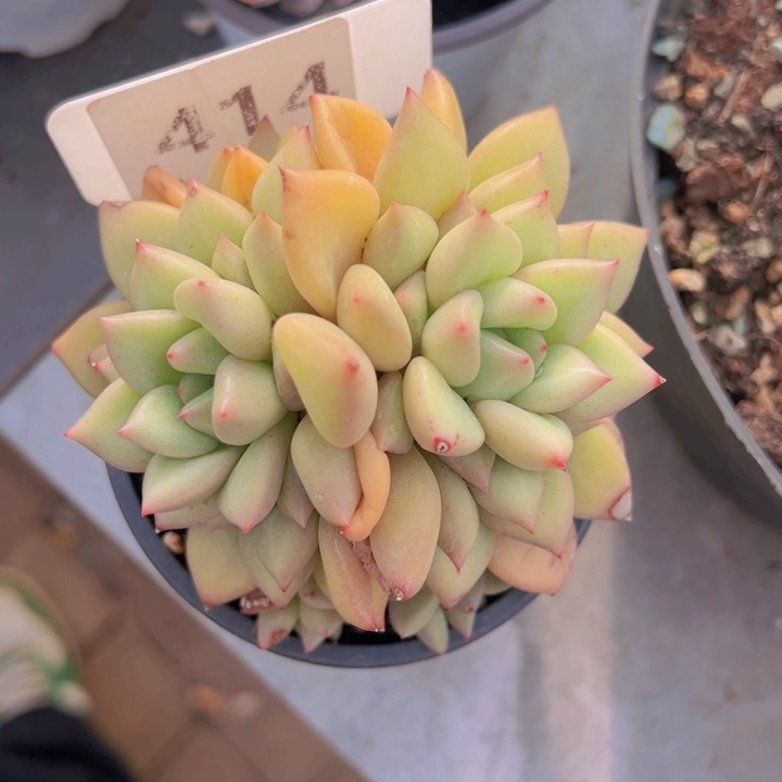 健健康康平平安安