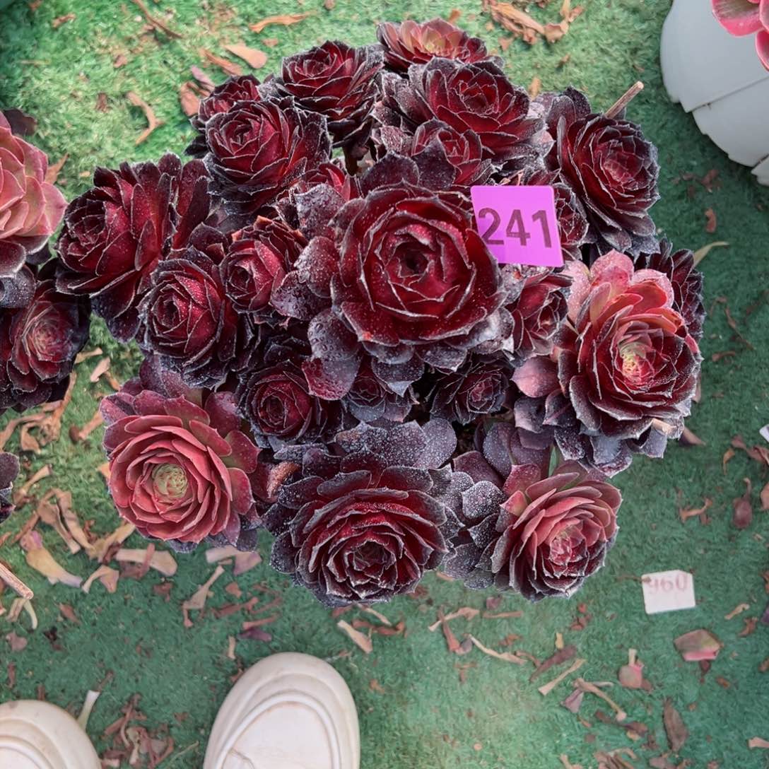 241黑美人黑寡妇