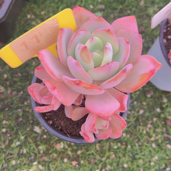 健健康康平平安安