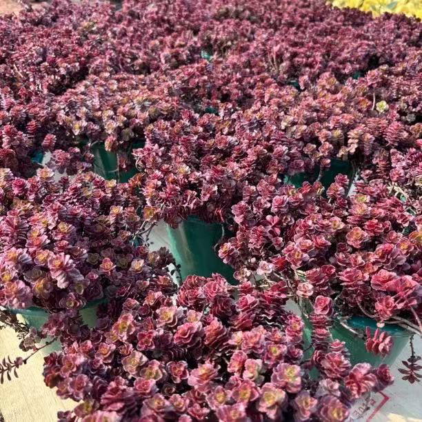 小球玫瑰2颗 爬藤系列 多肉植物