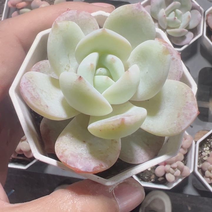 奶茶精品多肉植物大战僵尸