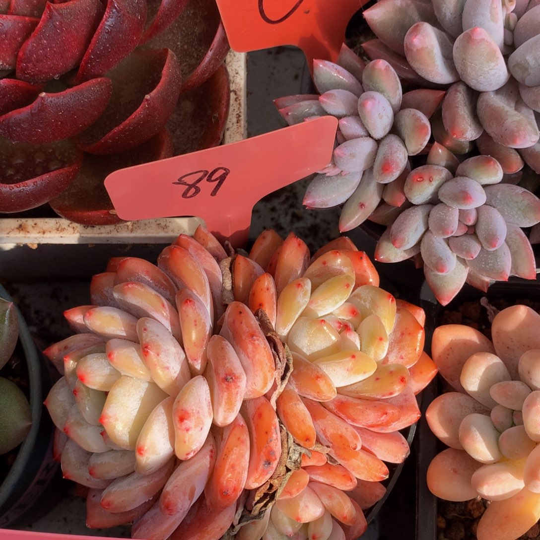 星颖橙子7272737373737