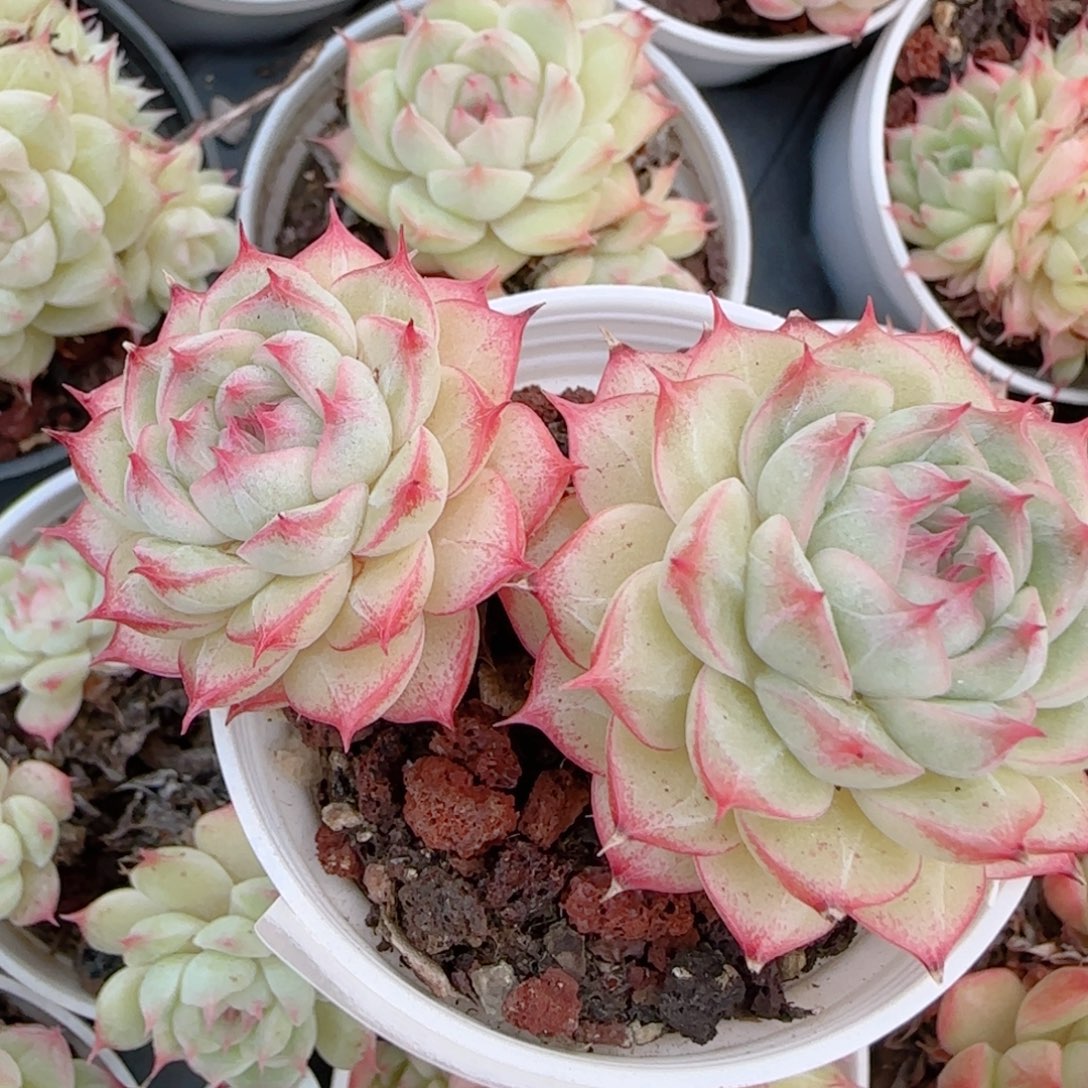 花语多肉0103-337散