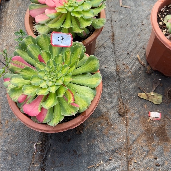丽***板两颗小苗多肉植物014