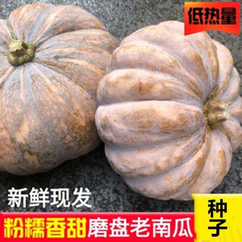 【全店6包包邮】磨盘大南瓜种子巨型特甜面大南瓜种籽高产味甜面高