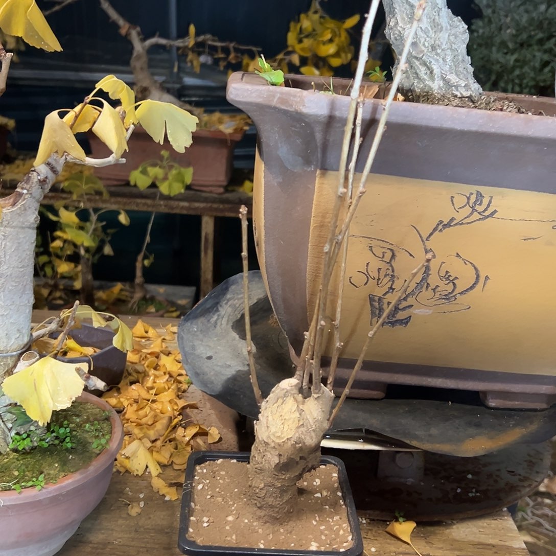 可***间无花朵银杏盆景带盆