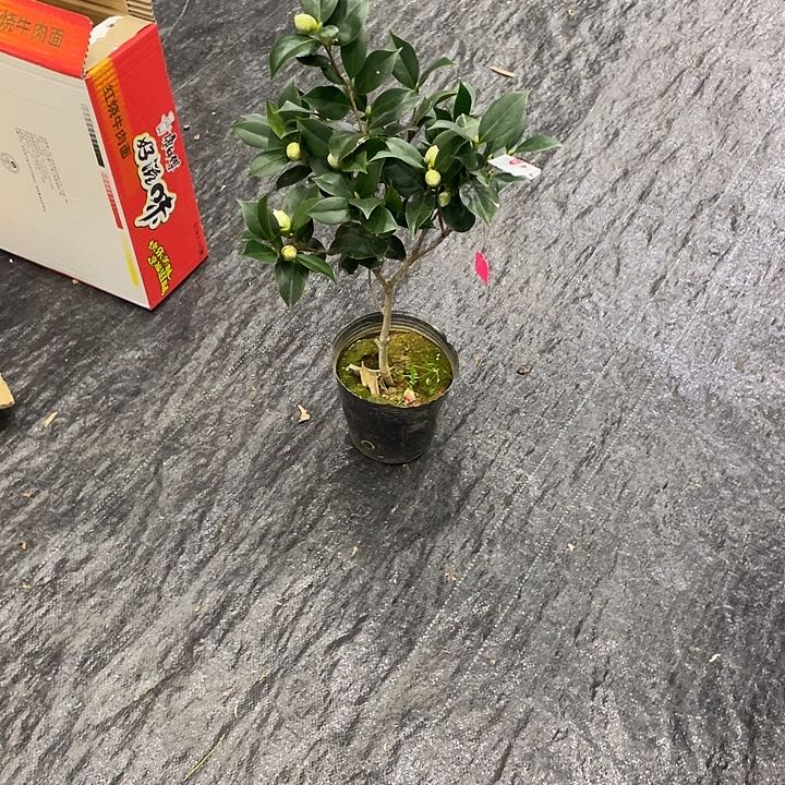 完全开放多色超五