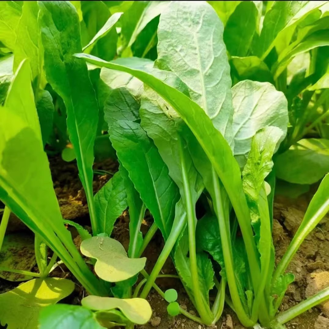 萝卜菜种子专吃小萝卜苗菜种籽四季阳台盆栽小青菜籽