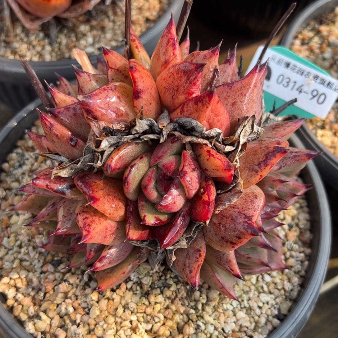 从前慢多肉精选编号0314.90