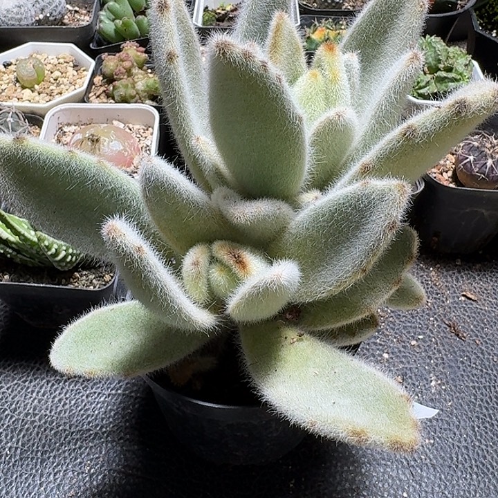 567闪光兔脱土发货