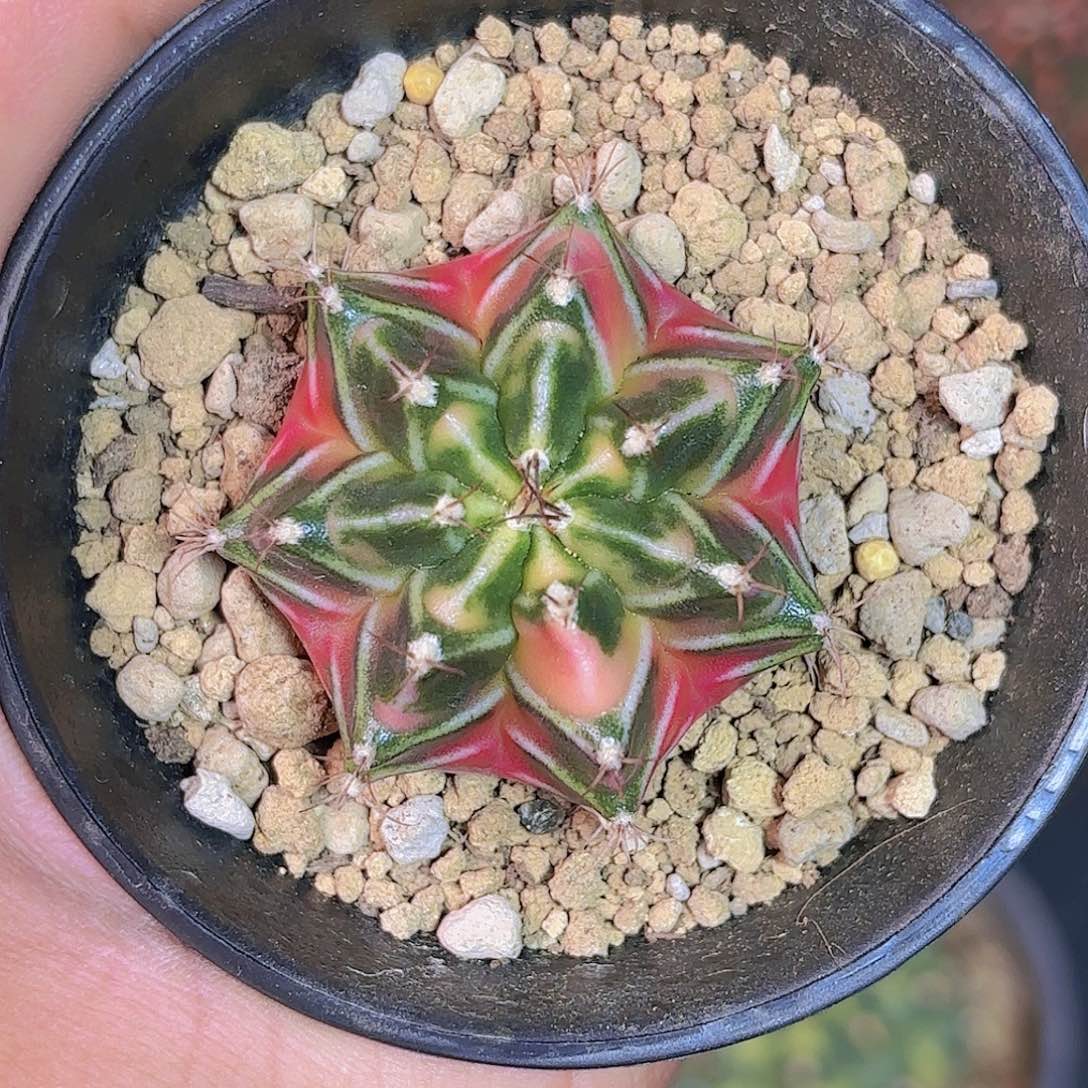 泰系实生仙人球609