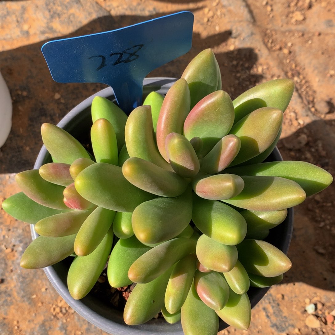 芒果奶72727377272