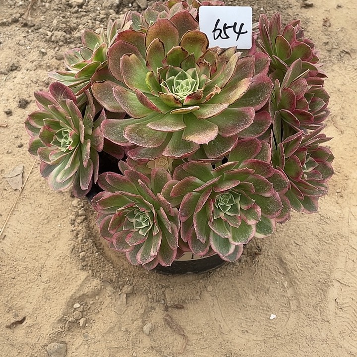 法师植物孔雀翎法师654