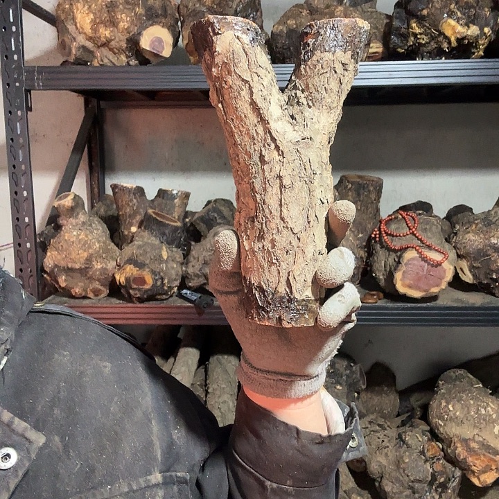 北***室香榧木火琉璃的故事是一个人