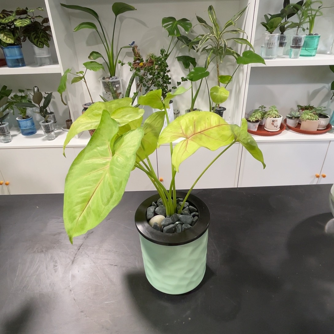 无花朵水培植物栽培技术115