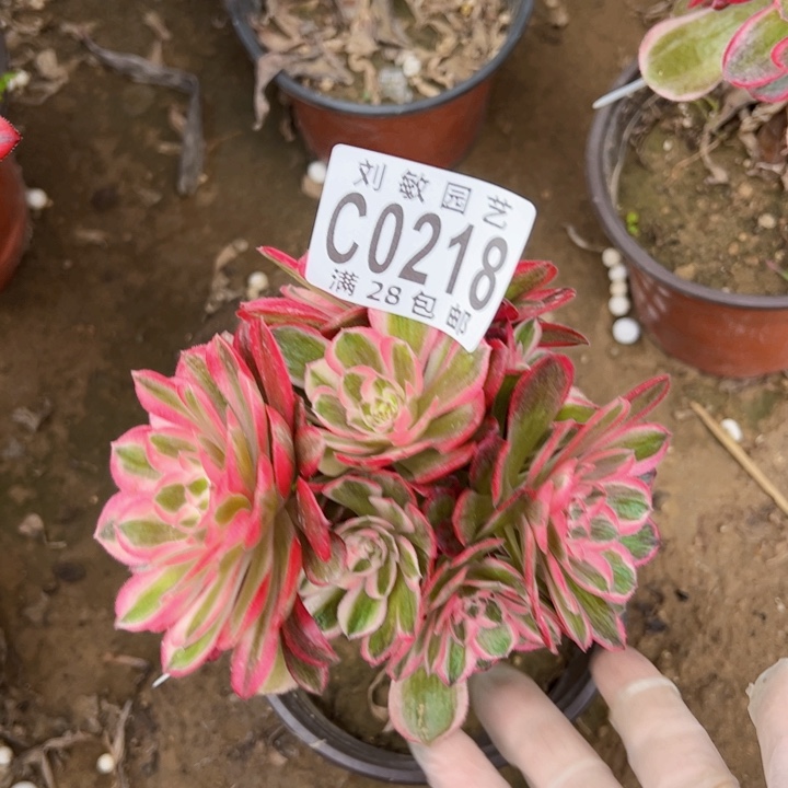 荔枝变异多肉植物砍头0218