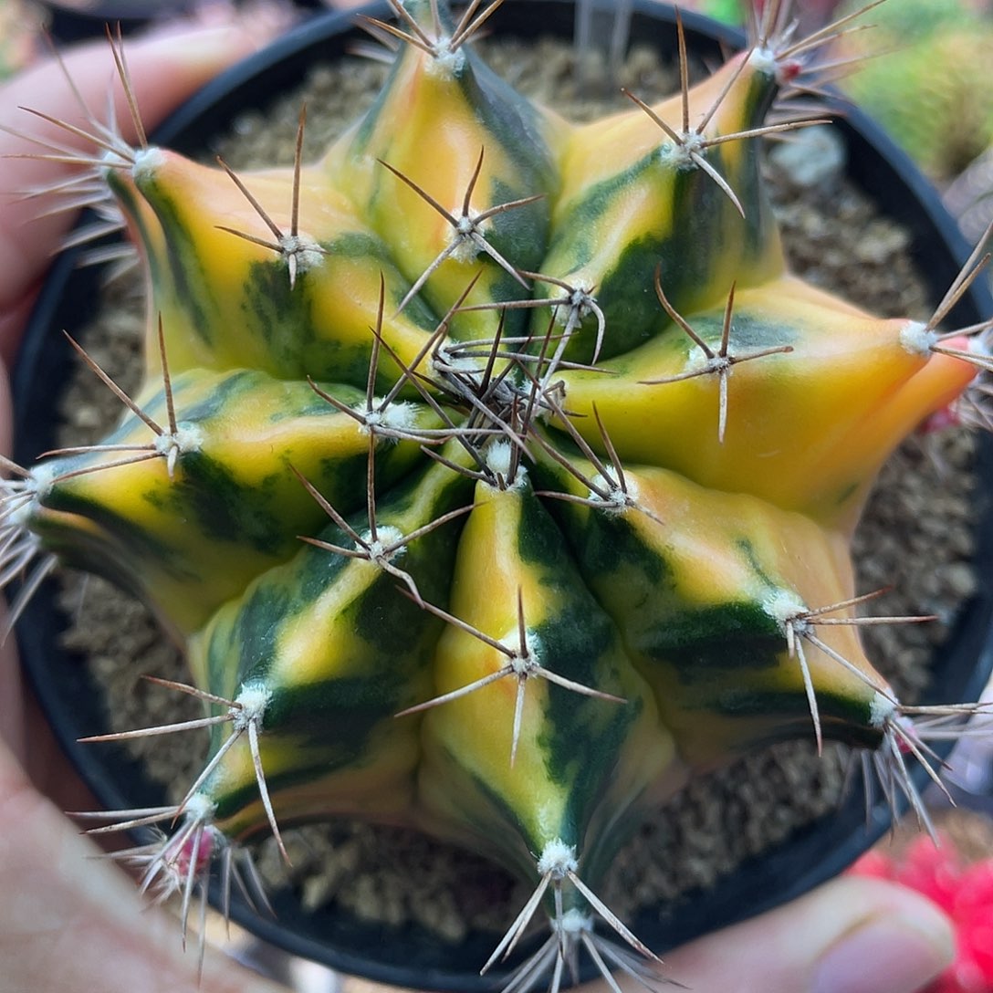 天***崖1-217米哈锦7.4厘米