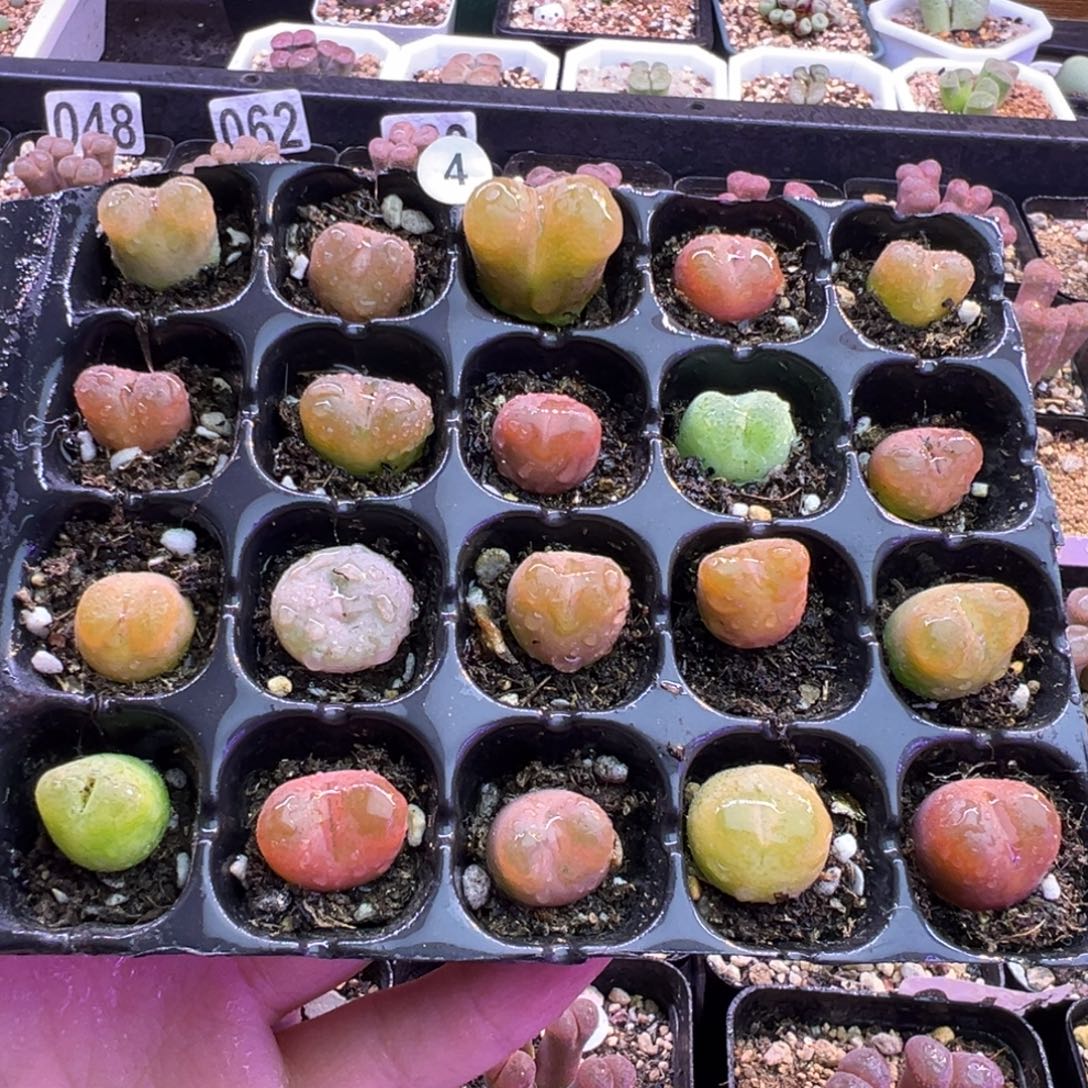 4号彩毛开播福利。。。