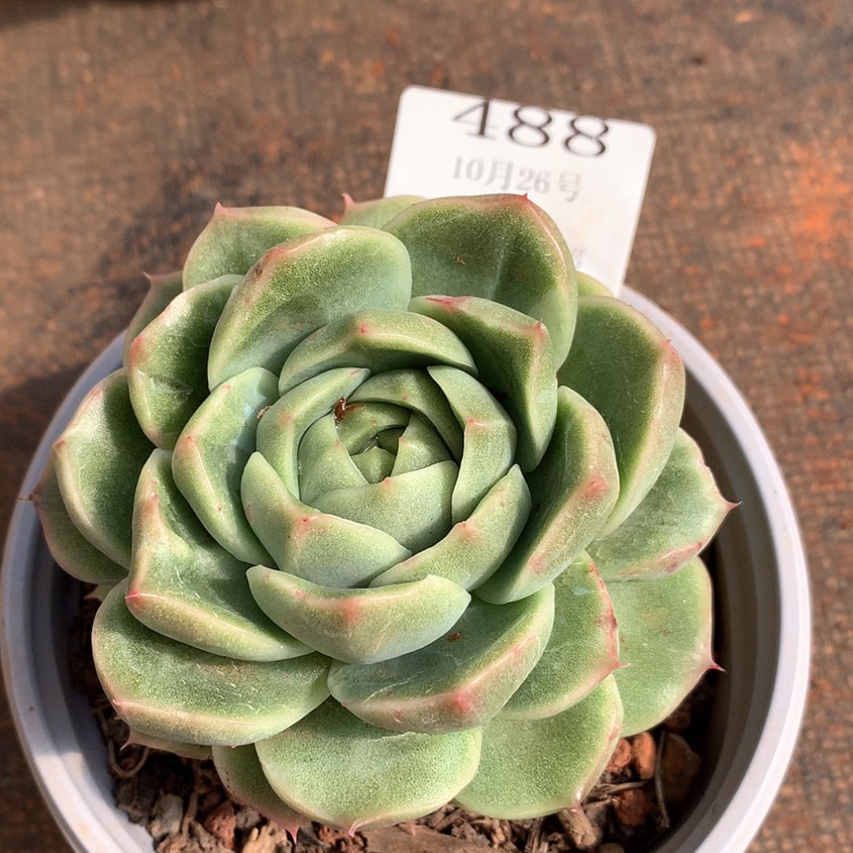 【闪购商品】云488号倾城石化8厘米