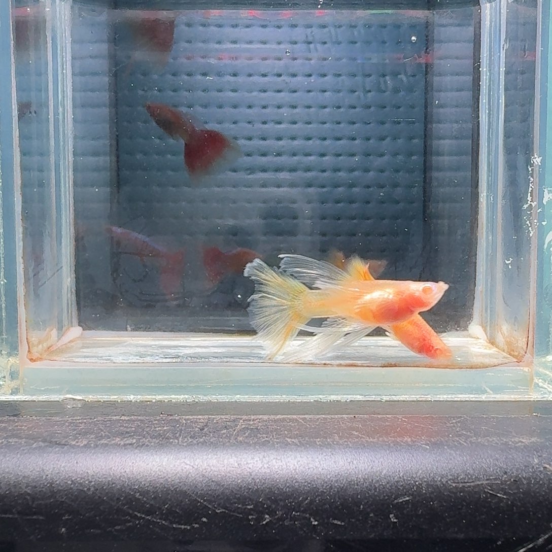 孔雀鱼黄金玻璃体大c1对