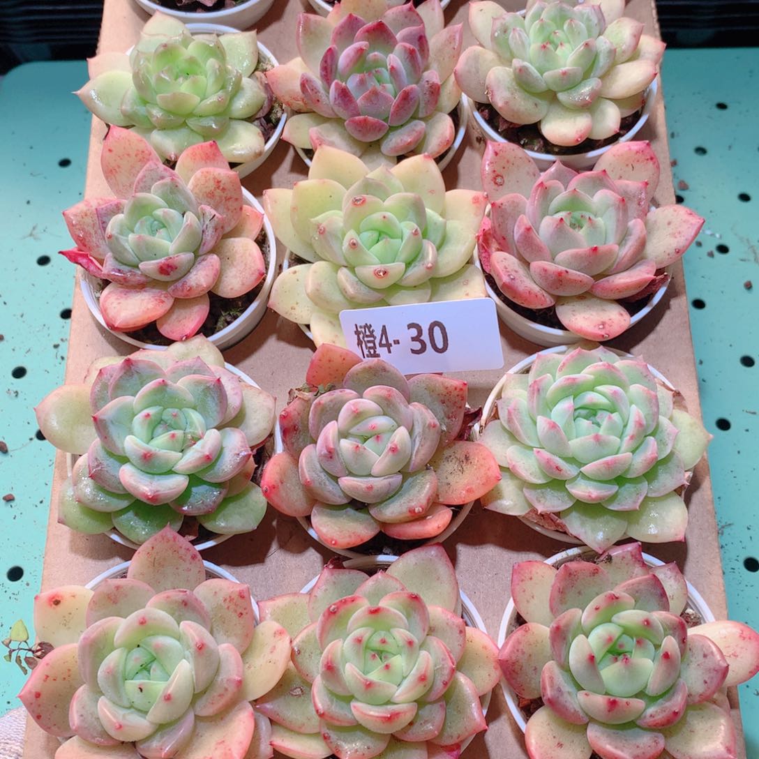 4-30一物一拍多肉带盆18颗