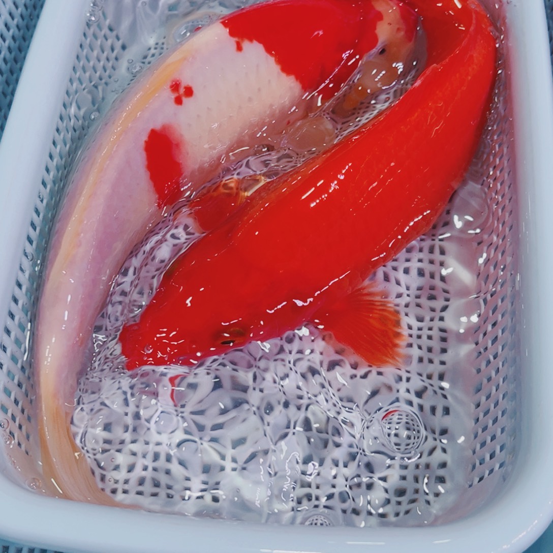 锦鲤锦鲤冷水观赏鱼123