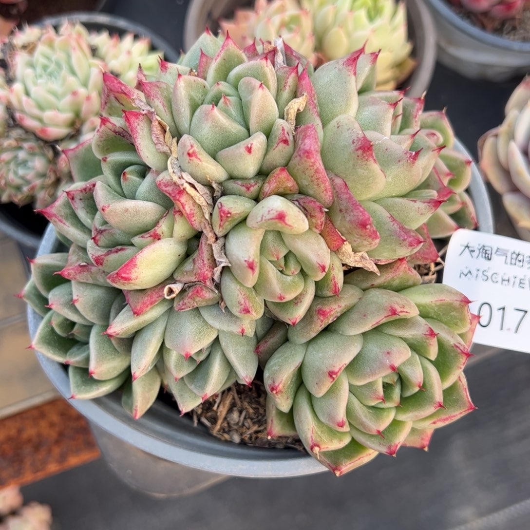 梦幻女王一物一拍1779