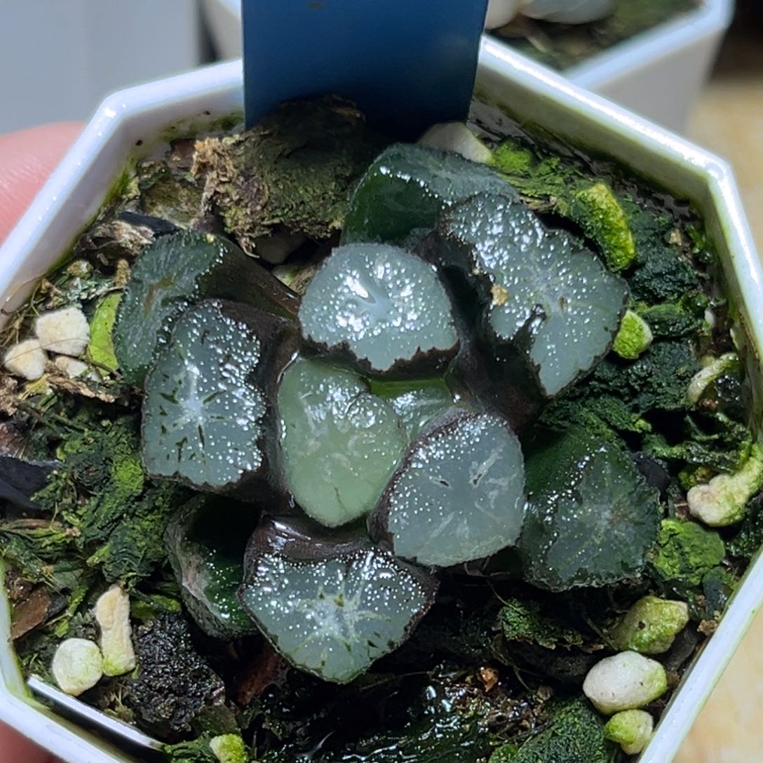 恭喜发财大吉大利660