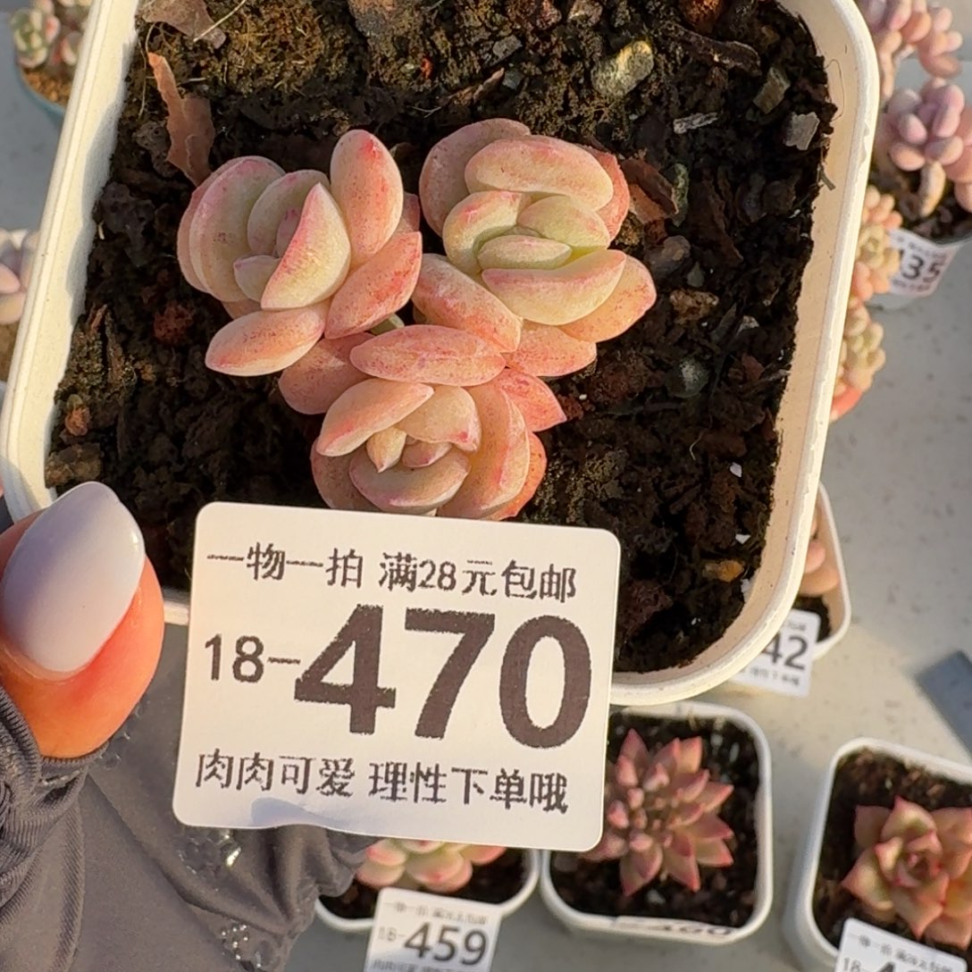 石化桔子冰无盆土发货无盆