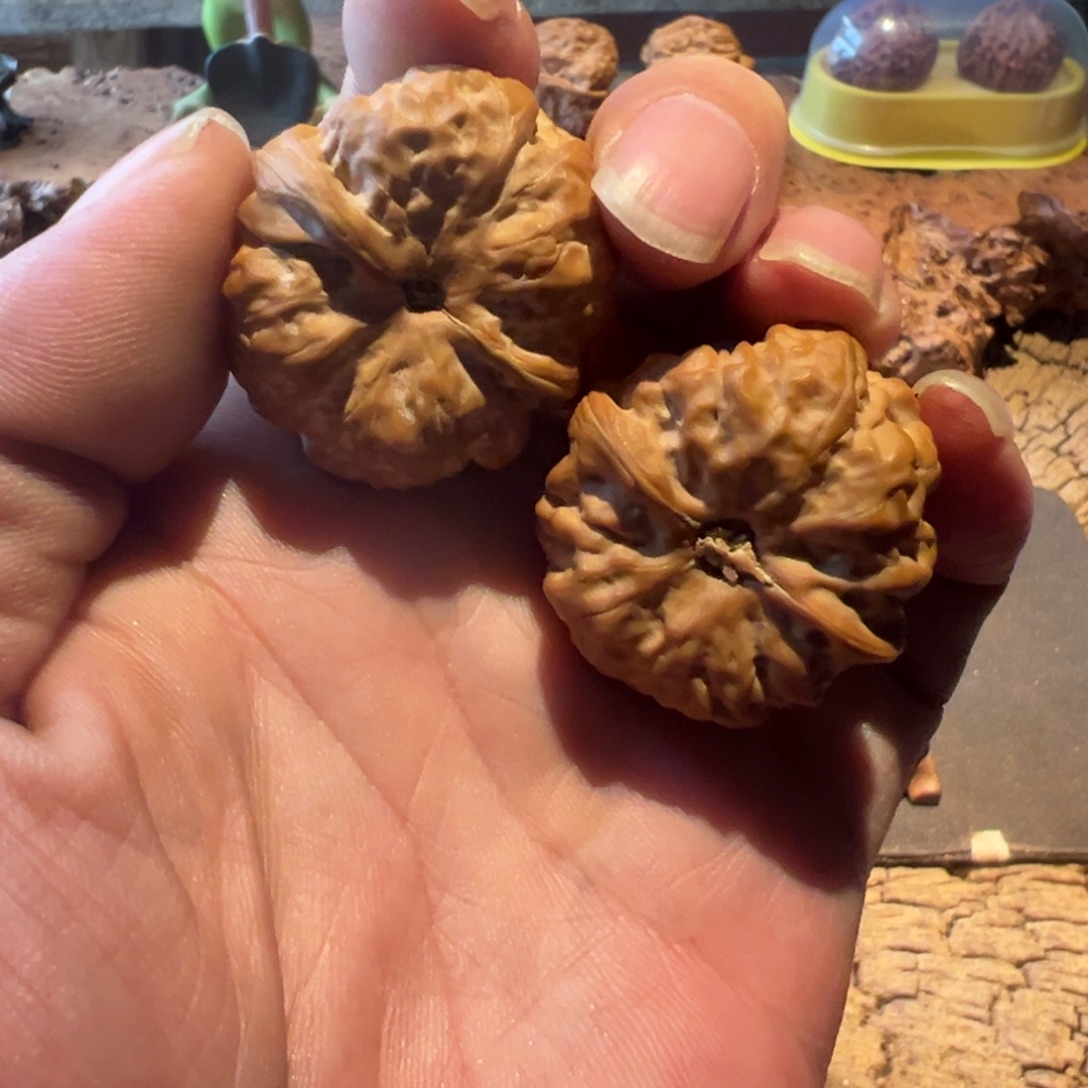 十***一文玩核桃把件文玩核桃精品蛤蟆头