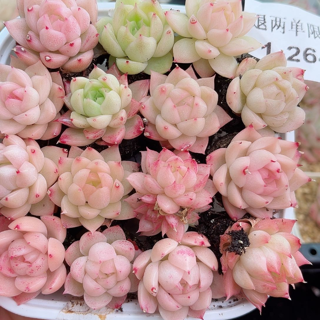 1-264新疆西藏内蒙不发12.8包邮2-3公分多肉
