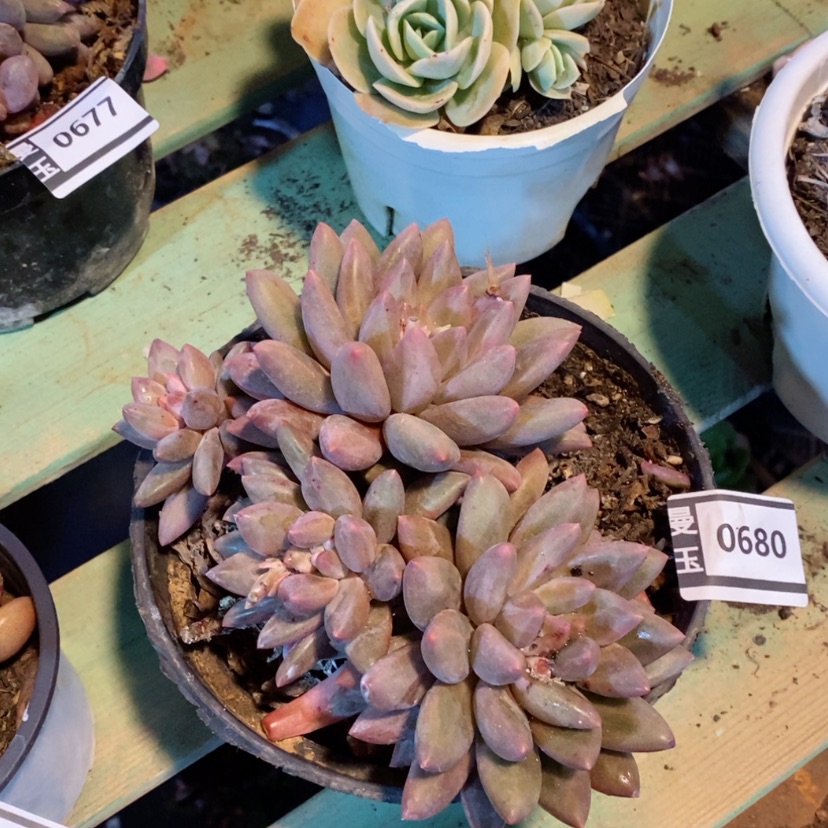 【闪购商品】水晶球0680