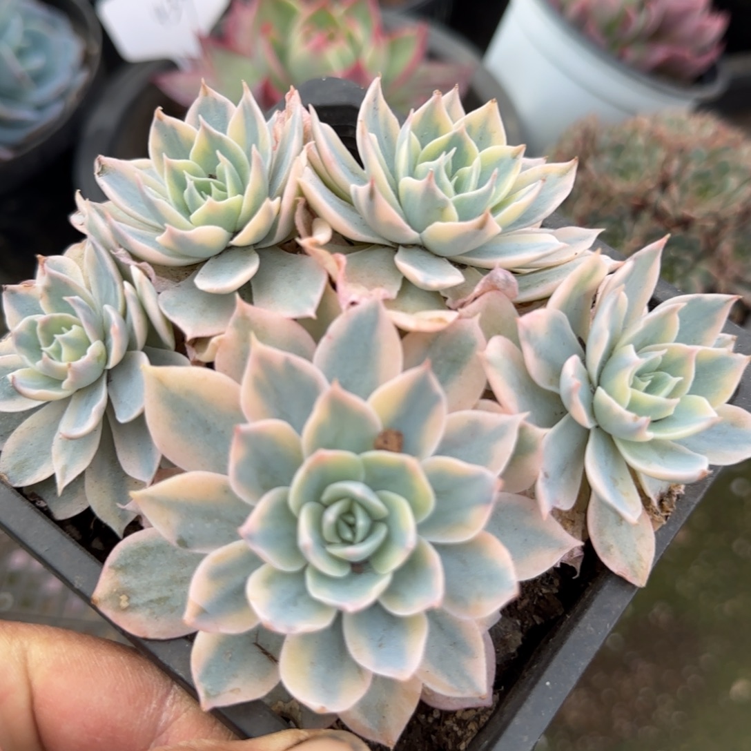 皮试锦惊鸿一物一拍包装收缩花旱