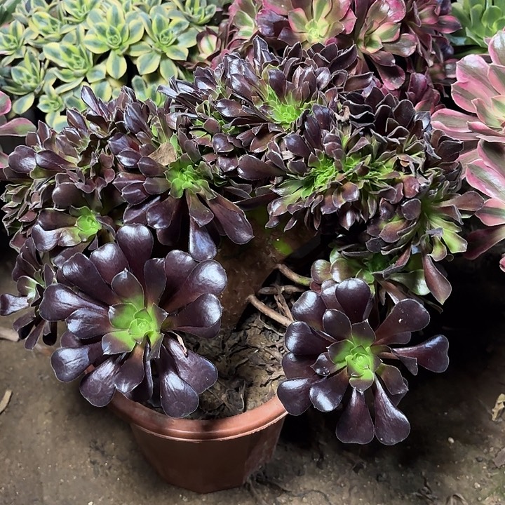 多肉植物欧紫缀26