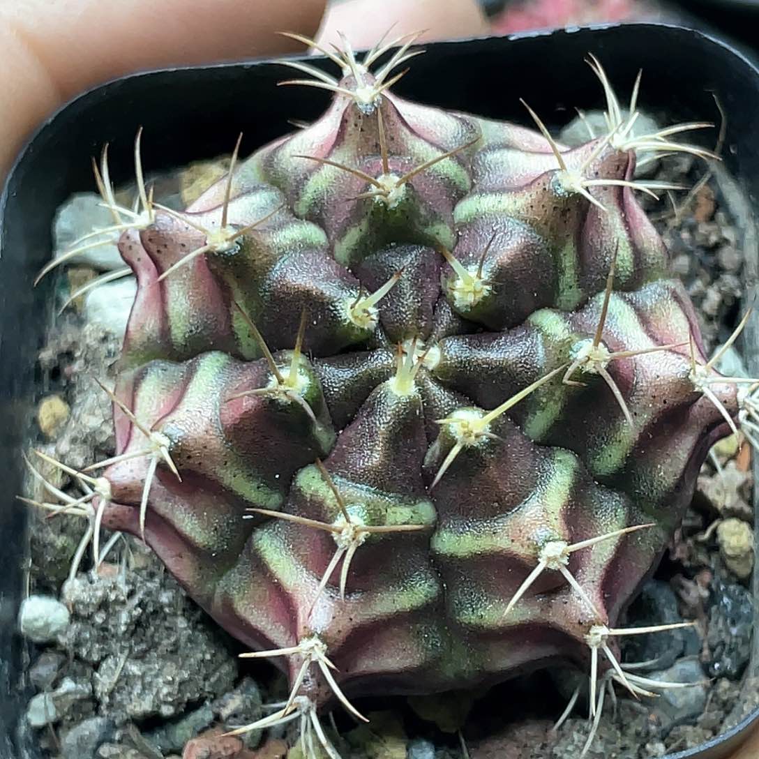 实生根系，梦想米哈